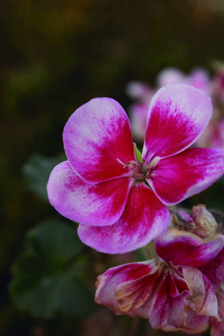 GERANIO_Daniela_baja2